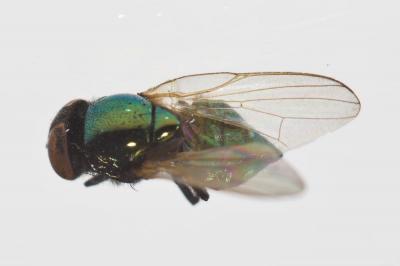  Lamprolonchaea smaragdi (Walker, 1849)