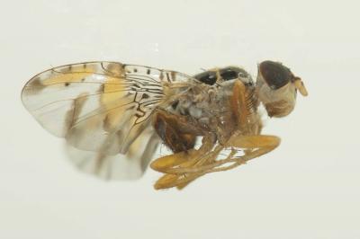  Ceratitis capitata (Wiedemann, 1824)