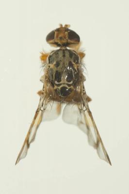  Ceratitis capitata (Wiedemann, 1824)