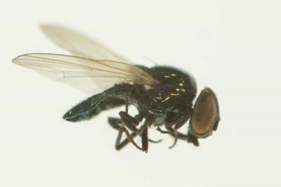  Lamprolonchaea smaragdi (Walker, 1849)