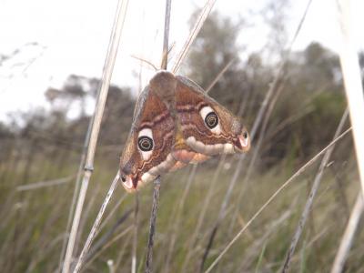 Petit Paon de Nuit (Le) Saturnia pavonia (Linnaeus, 1758)