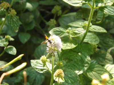  Cylindromyia brassicaria (Fabricius, 1775)
