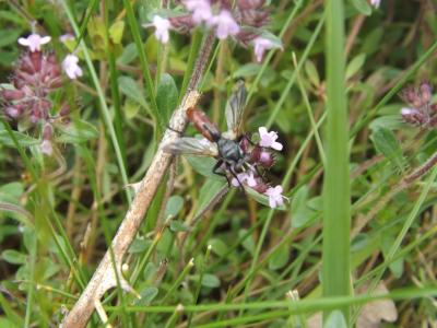  Cylindromyia bicolor (Olivier, 1812)
