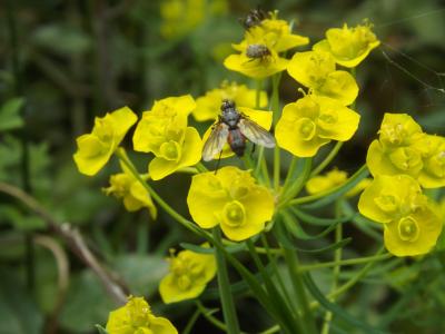 Eriothrix rufomaculatus (De Geer, 1776)
