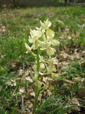 Orchis de Provence Orchis provincialis Balb. ex DC., 1806