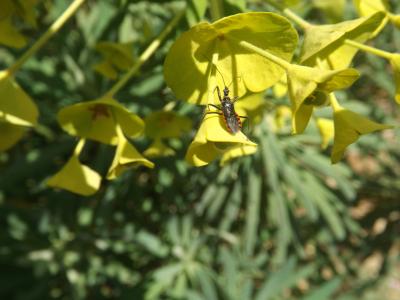  Sphedanolestes 