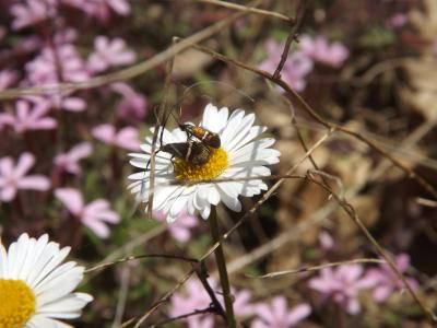 Adela australis (Heydenreich, 1851)