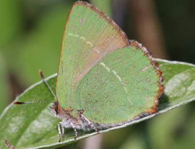 Thécla de l'Arbousier (La) Callophrys avis Chapman, 1909