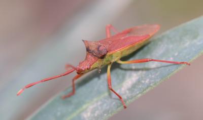  Gonocerus insidiator (Fabricius, 1787)