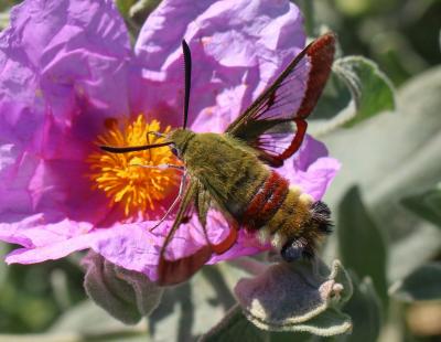 Sphinx gazé (Le), Sphinx du Chèvrefeuille (Le) Hemaris fuciformis (Linnaeus, 1758)