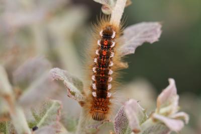 Cul-brun (Le) Euproctis chrysorrhoea (Linnaeus, 1758)