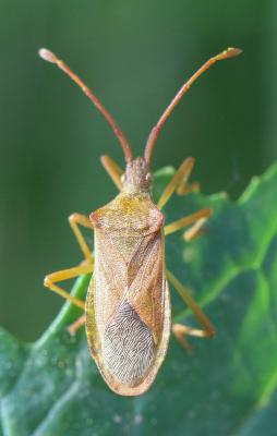 Gonocère du buis Gonocerus acuteangulatus (Goeze, 1778)