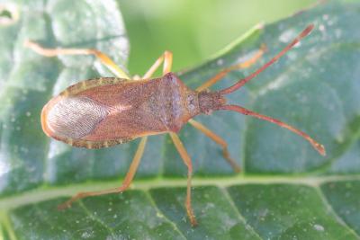 Gonocère du buis Gonocerus acuteangulatus (Goeze, 1778)
