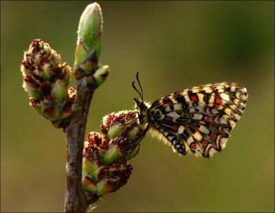 Proserpine (La), Thaïs écarlate (La), Proserpine d Zerynthia rumina (Linnaeus, 1758)