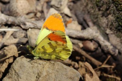 Aurore de Provence (L') Anthocharis euphenoides Staudinger, 1869