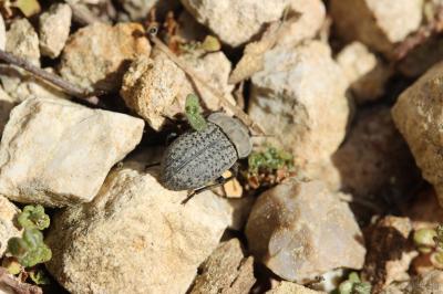 Opâtre des sables Opatrum sabulosum (Linnaeus, 1758)
