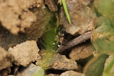  Rhyparochromus vulgaris (Schilling, 1829)