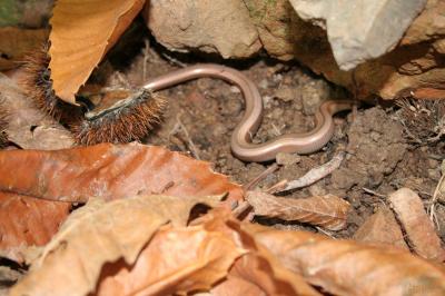 Orvet fragile Anguis fragilis Linnaeus, 1758