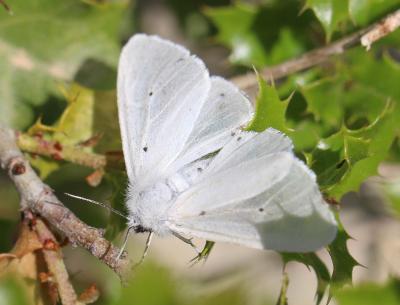 Ecaille mendiante (L') Diaphora mendica (Clerck, 1759)