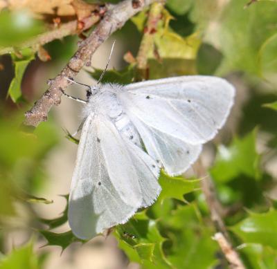 Ecaille mendiante (L') Diaphora mendica (Clerck, 1759)