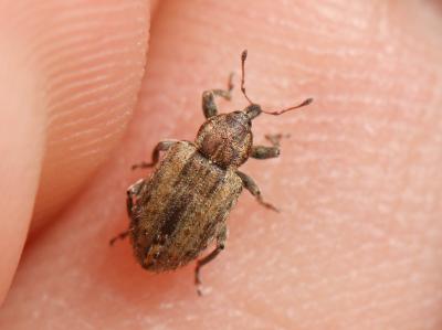  Hypera venusta (Fabricius, 1781)