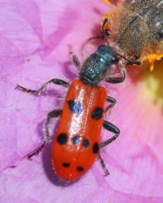 Clairon à huit points Trichodes octopunctatus (Fabricius, 1787)