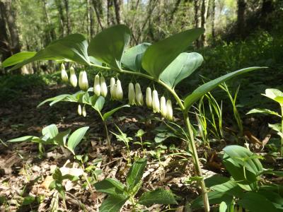 Sceau de Salomon multiflore, Polygonate multiflore Polygonatum multiflorum (L.) All., 1785