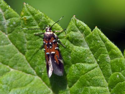  Pancalia leuwenhoekella (Linnaeus, 1760)