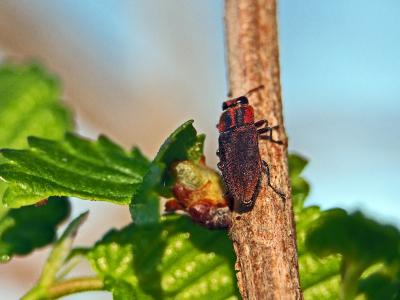  Anthaxia manca (Linnaeus, 1767)