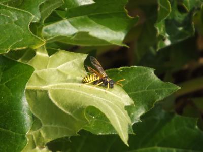  Cephaledo meridiana (Audinet-Serville, 1823)
