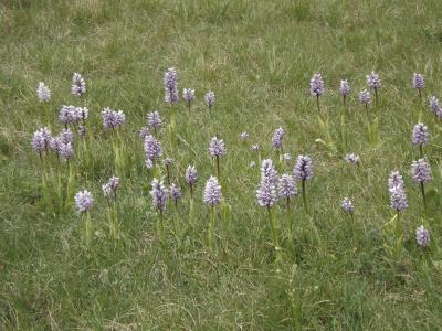 Orchis singe Orchis simia Lam., 1779