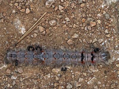 Bombyx du Pin (Le) Dendrolimus pini (Linnaeus, 1758)