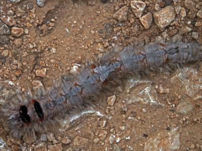Bombyx du Pin (Le) Dendrolimus pini (Linnaeus, 1758)