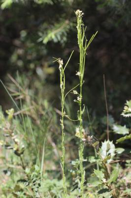 Arabette à fruits aplatis, Arabette des bois Arabis planisiliqua (Pers.) Rchb., 1838