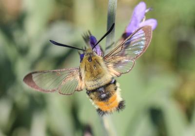 Sphinx-Bourdon (Le), Sphinx de la Scabieuse (Le) Hemaris tityus (Linnaeus, 1758)
