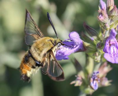 Sphinx-Bourdon (Le), Sphinx de la Scabieuse (Le) Hemaris tityus (Linnaeus, 1758)