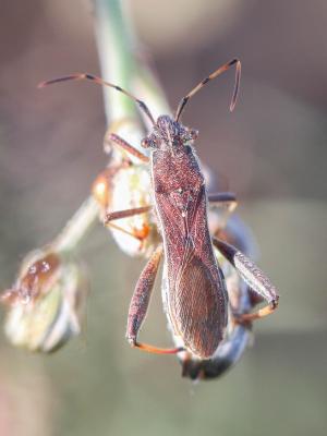 Alydide des genêts Camptopus lateralis (Germar, 1817)