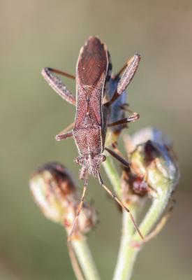 Alydide des genêts Camptopus lateralis (Germar, 1817)