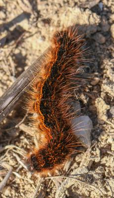Franconienne (La) Malacosoma franconicum (Denis & Schiffermüller, 1775)