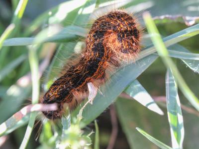 Franconienne (La) Malacosoma franconicum (Denis & Schiffermüller, 1775)