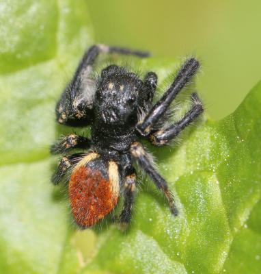  Carrhotus xanthogramma (Latreille, 1819)