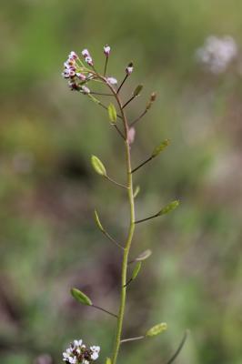 Drave des murailles Draba muralis L., 1753