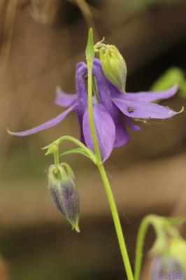 Ancolie vulgaire, Clochette Aquilegia vulgaris L., 1753