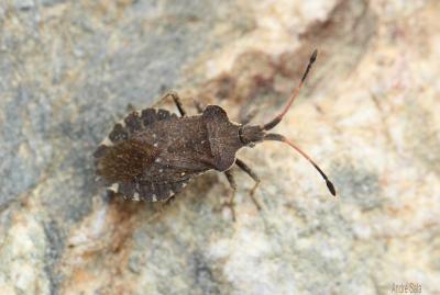  Enoplops scapha (Fabricius, 1794)