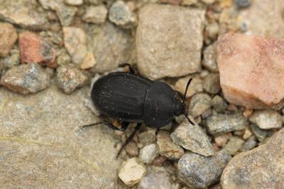  Silpha carinata Herbst, 1783