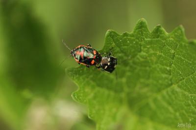 Punaise verte à raies & rouges ou blanches Eurydema oleracea (Linnaeus, 1758)