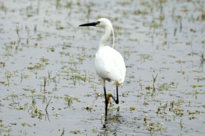 Aigrette garzette Egretta garzetta (Linnaeus, 1766)