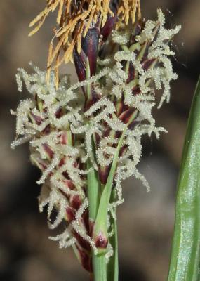 Laîche glauque, Langue-de-pic Carex flacca Schreb., 1771