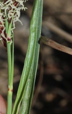 Laîche glauque, Langue-de-pic Carex flacca Schreb., 1771
