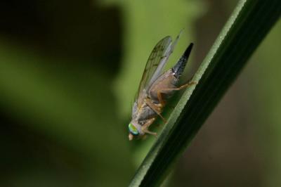  Acanthiophilus helianthi (Rossi, 1794)